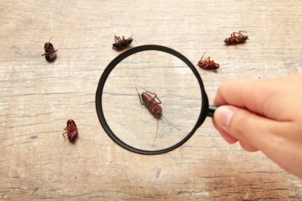 content for Pest Control Companies
