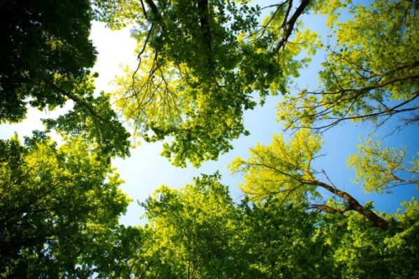 Content for Tree Service Companies